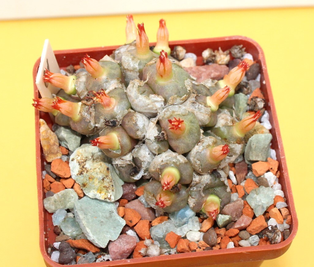 Conophytum angelicae big smooth head MG 1410.61/6599/ D55mm grown from seeds