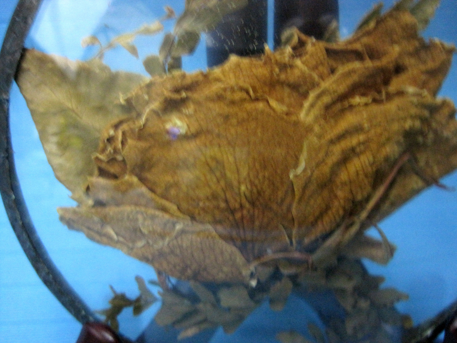 Real Rose Dried Natural Flower Sealed in Glass on Wood Stand