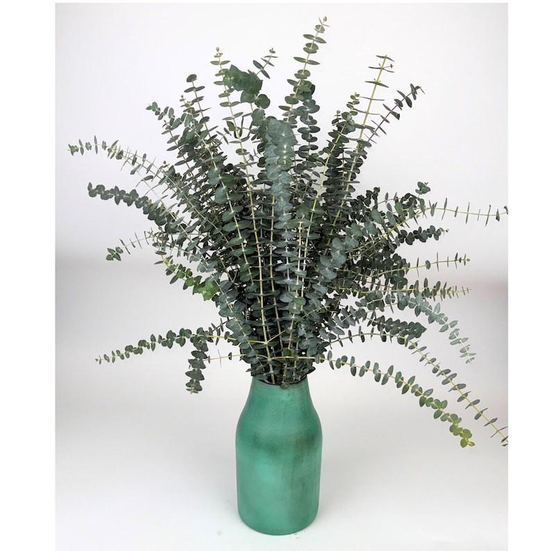 Huge Bundle Fresh Baby Eucalyptus for Shower, Decor, Weddings Home Decor