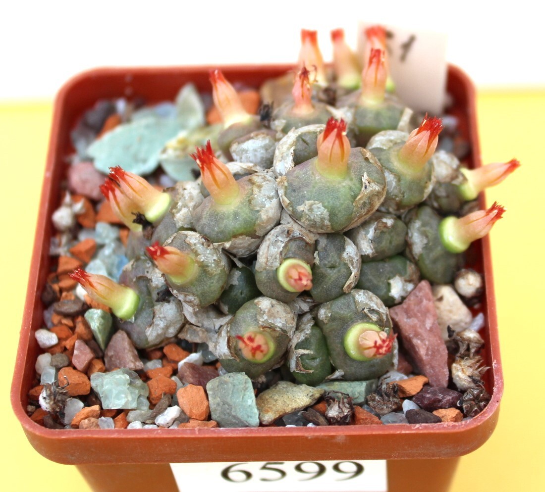 Conophytum angelicae big smooth head MG 1410.61/6599/ D55mm grown from seeds