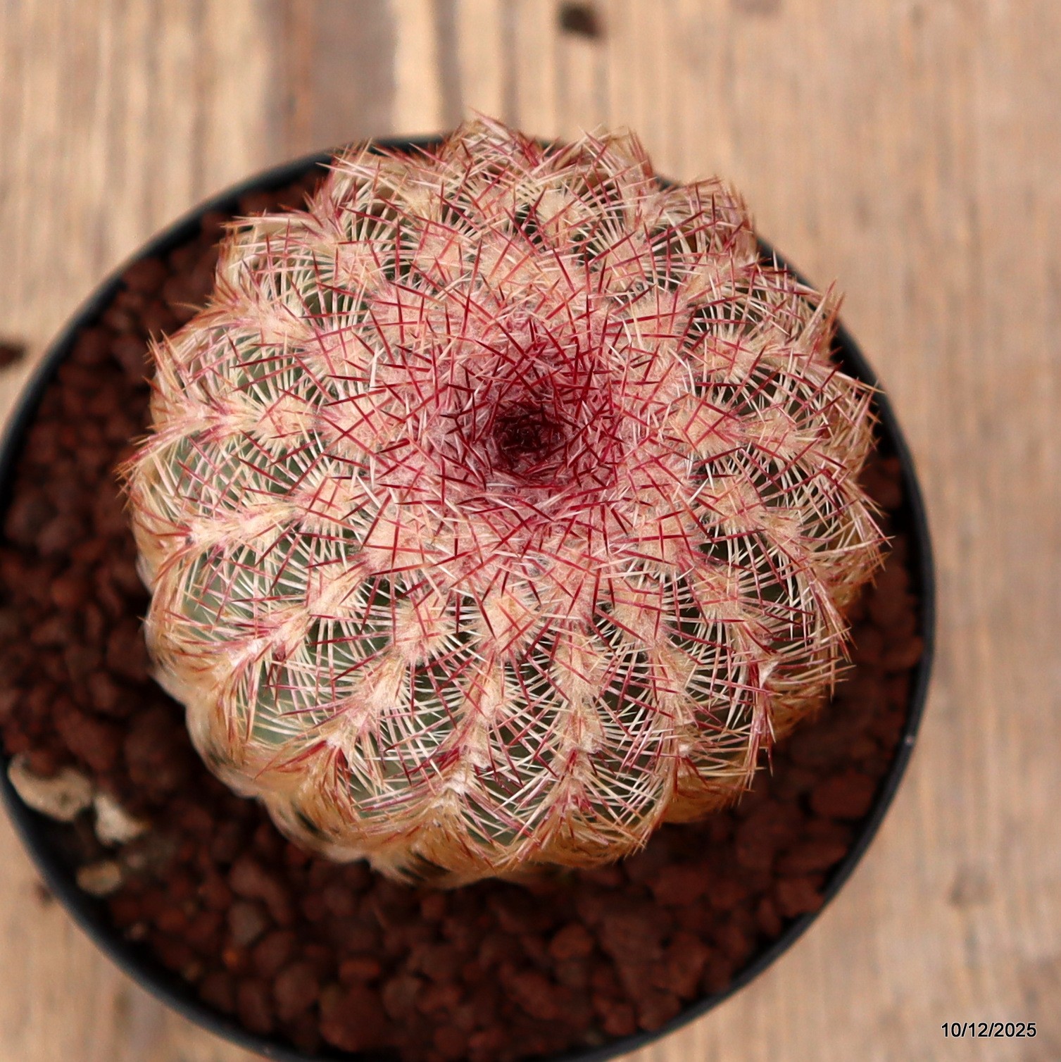 D7768 ECHINOCEREUS RIGIDISSIMUS pot10-H9-W7 cm MaMa Cactus