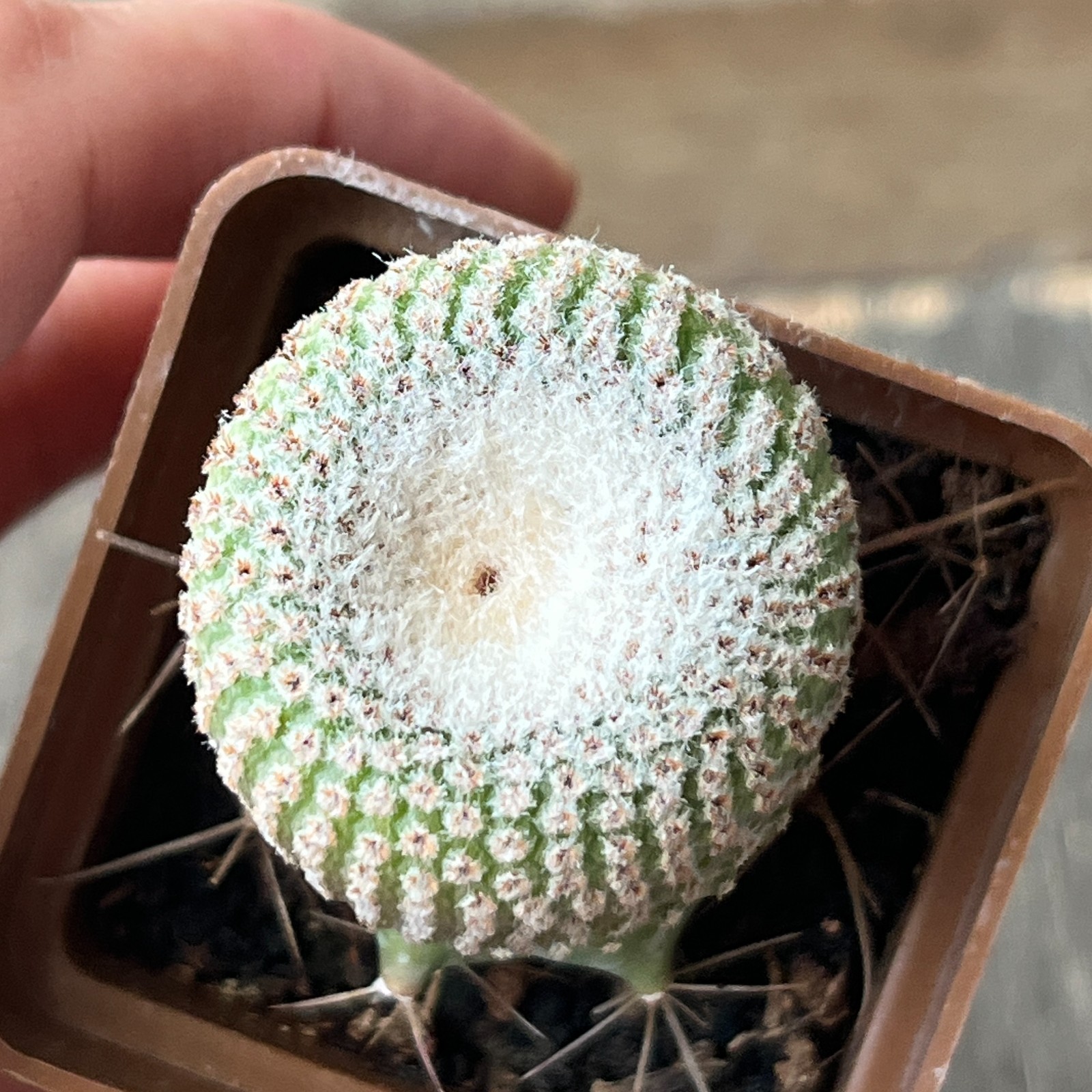 A42-2017 Yavia cryptocarpa, grafted