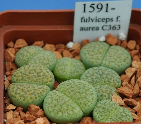MIX LITHOPS SEEDS 100 PCS 2020 harvest /approximately 20 species/