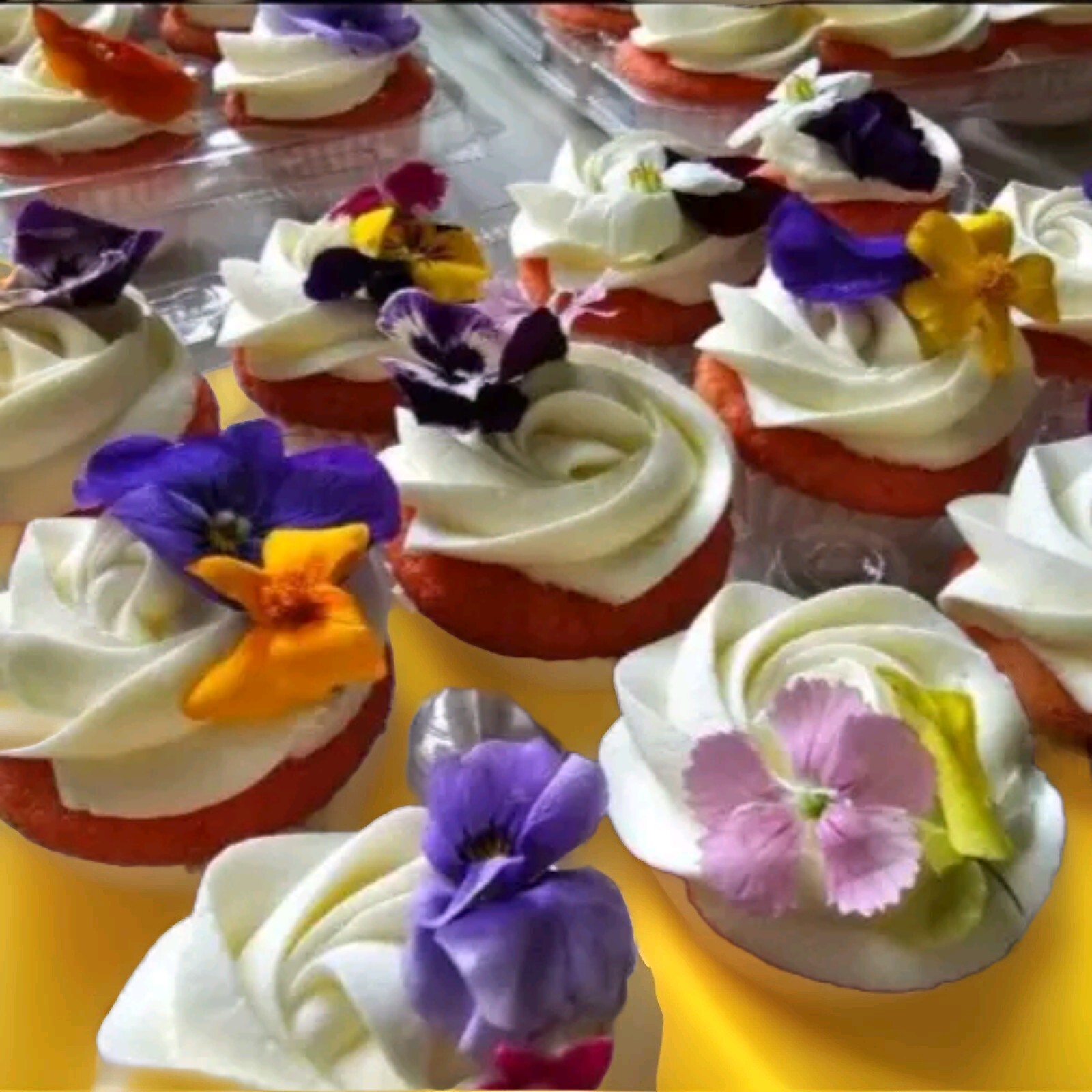 Fresh Edible/Garnish Flowers Pastel Violas Free Overnight Ship WEDNESDAYS