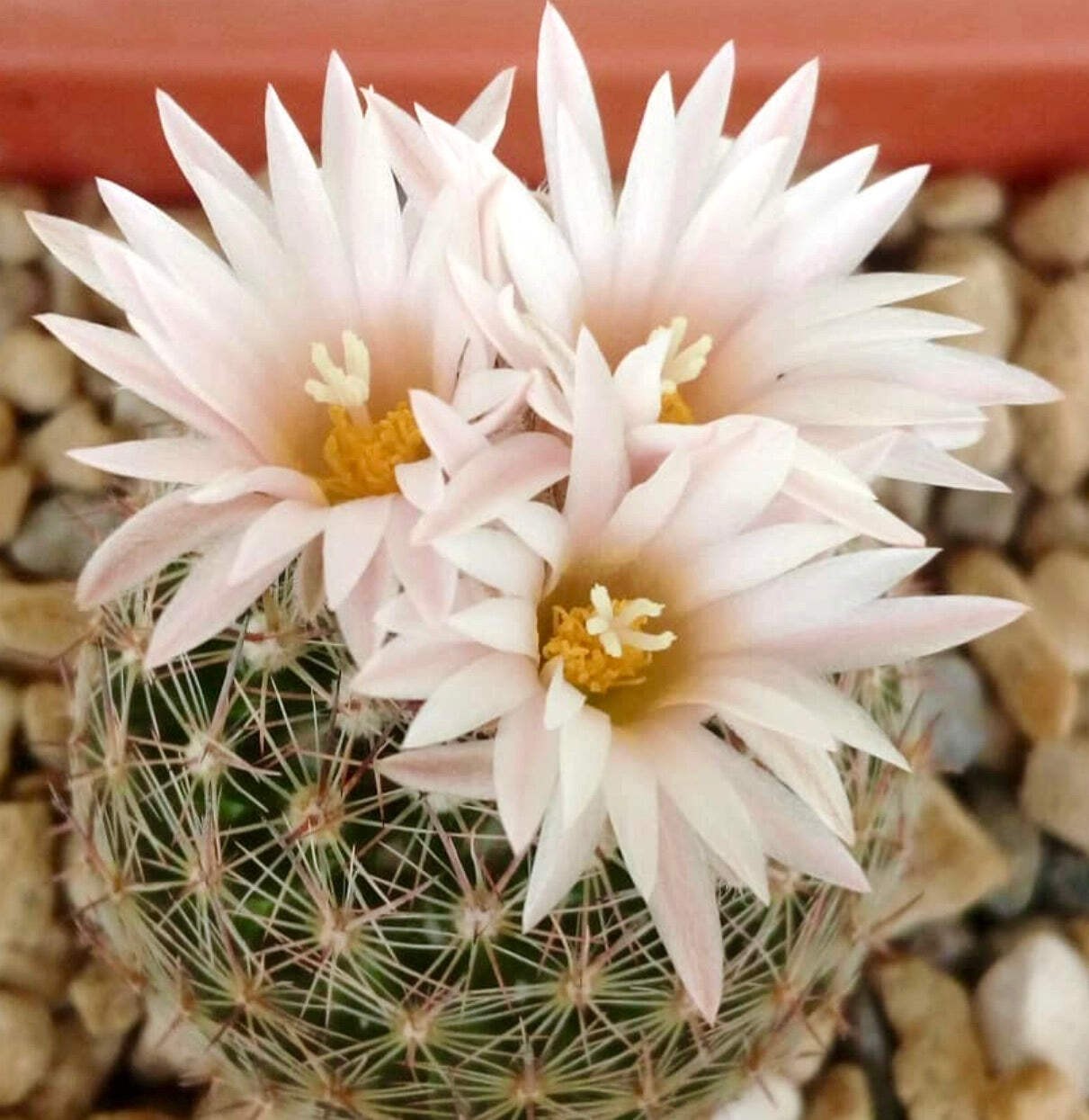 Escobaria gigantea 100 SEEDS – Pineapple cactus | Giant escobaria