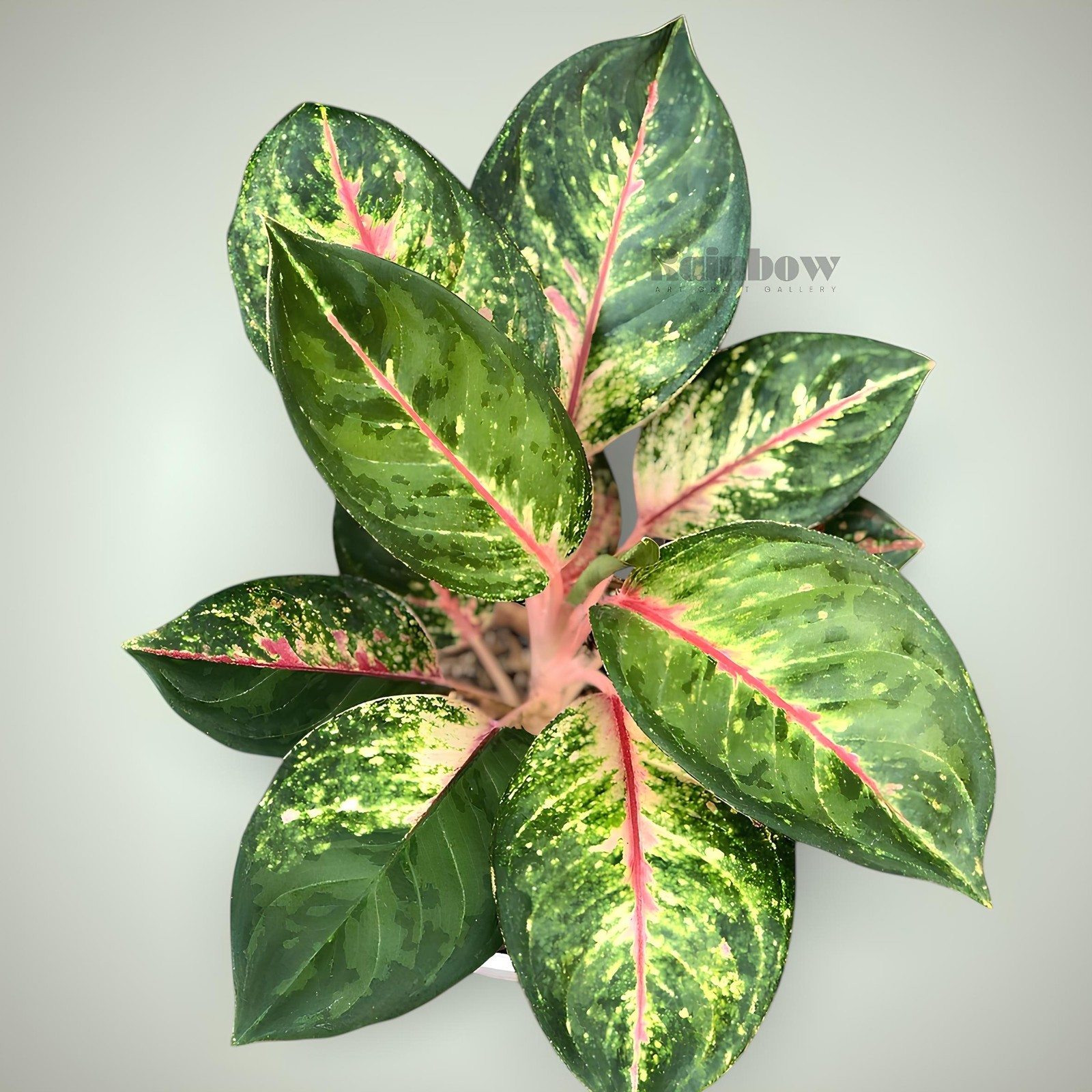 Aglaonema Red Imelda Beatiful Ornamental Plant