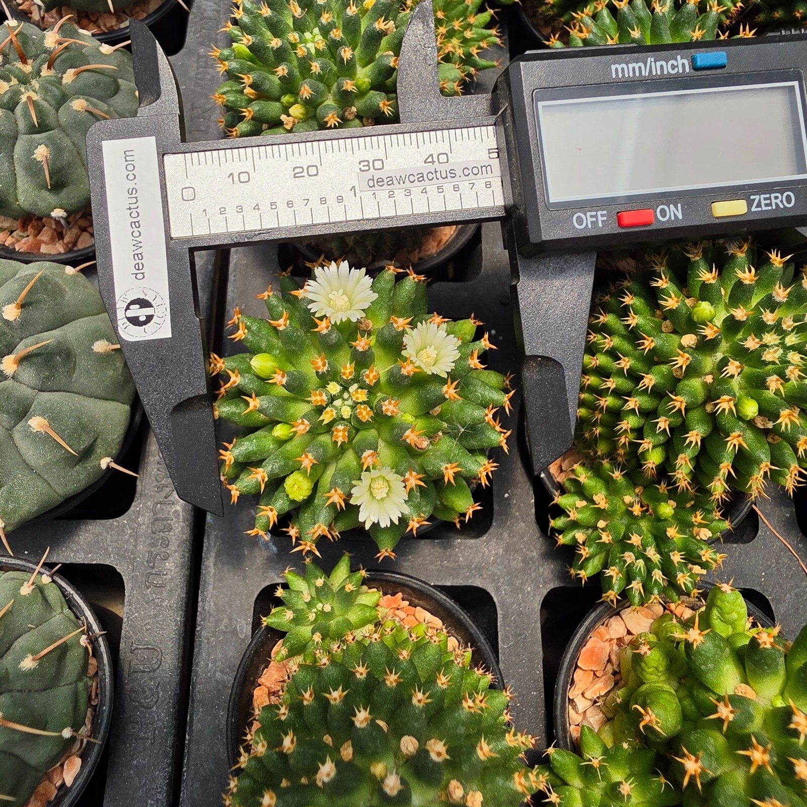DE03: Mammillaria camptotricha cv. Bru