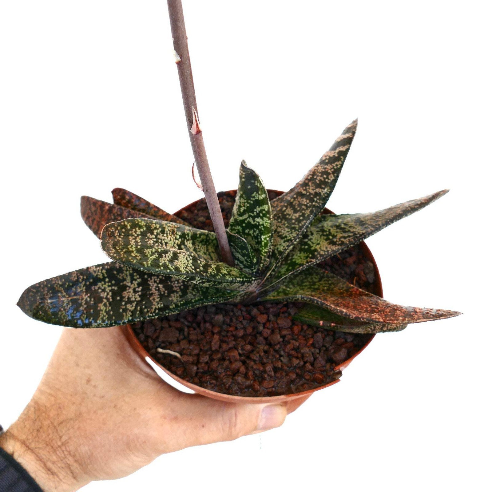 Gasteria batesiana (Limpopo clone) ex Specks Z3 – Ox tongue | Lawyer’s tongue