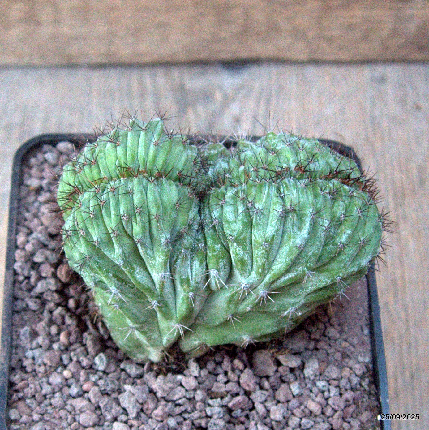 D6658 POLASKIA CHICHIPE CRESTED pot10-H8-W9 cm MaMa Cactus