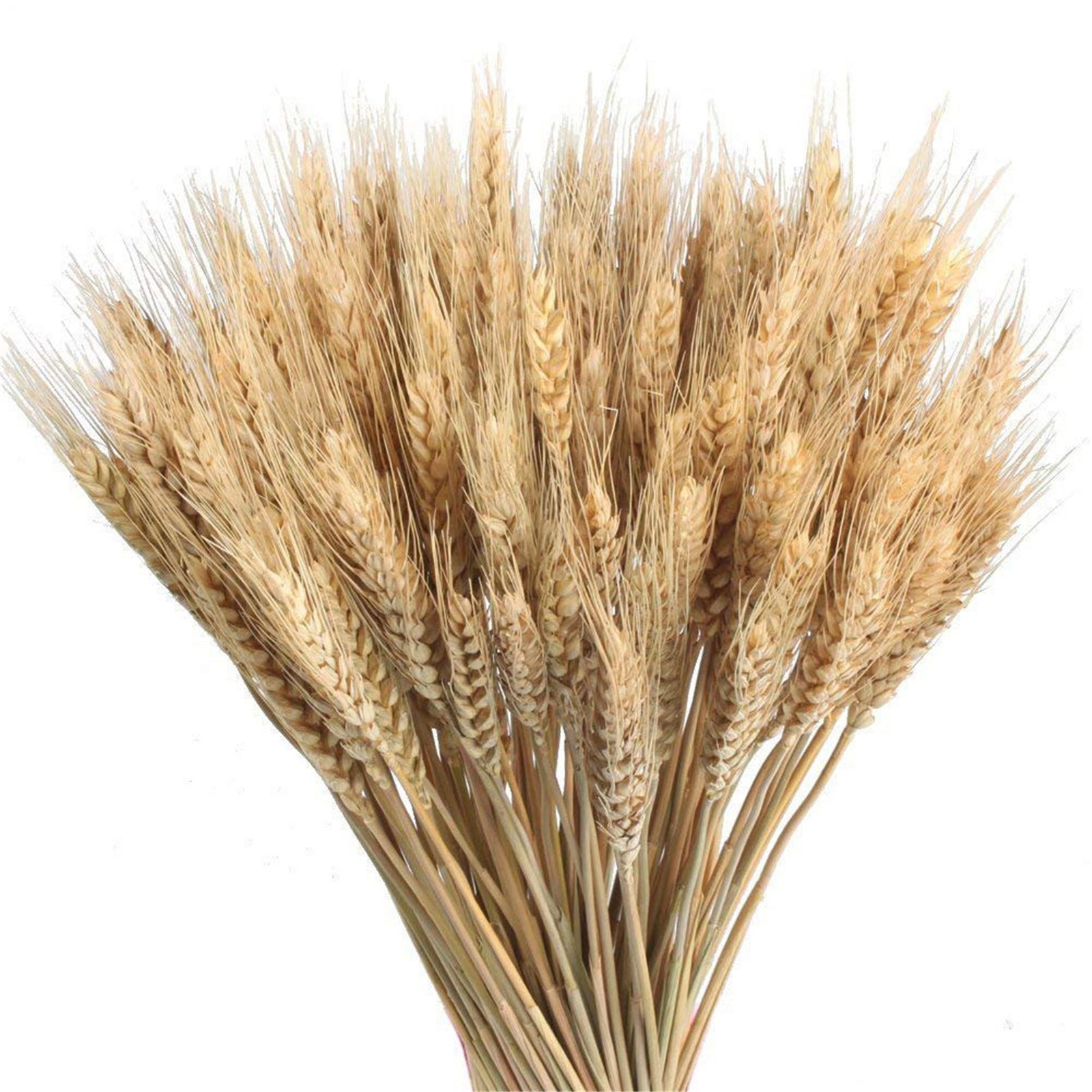 100pcs Dried Natural Wheat Stalks DIY Craft Bouquet Bunch Wheat For Home Decor