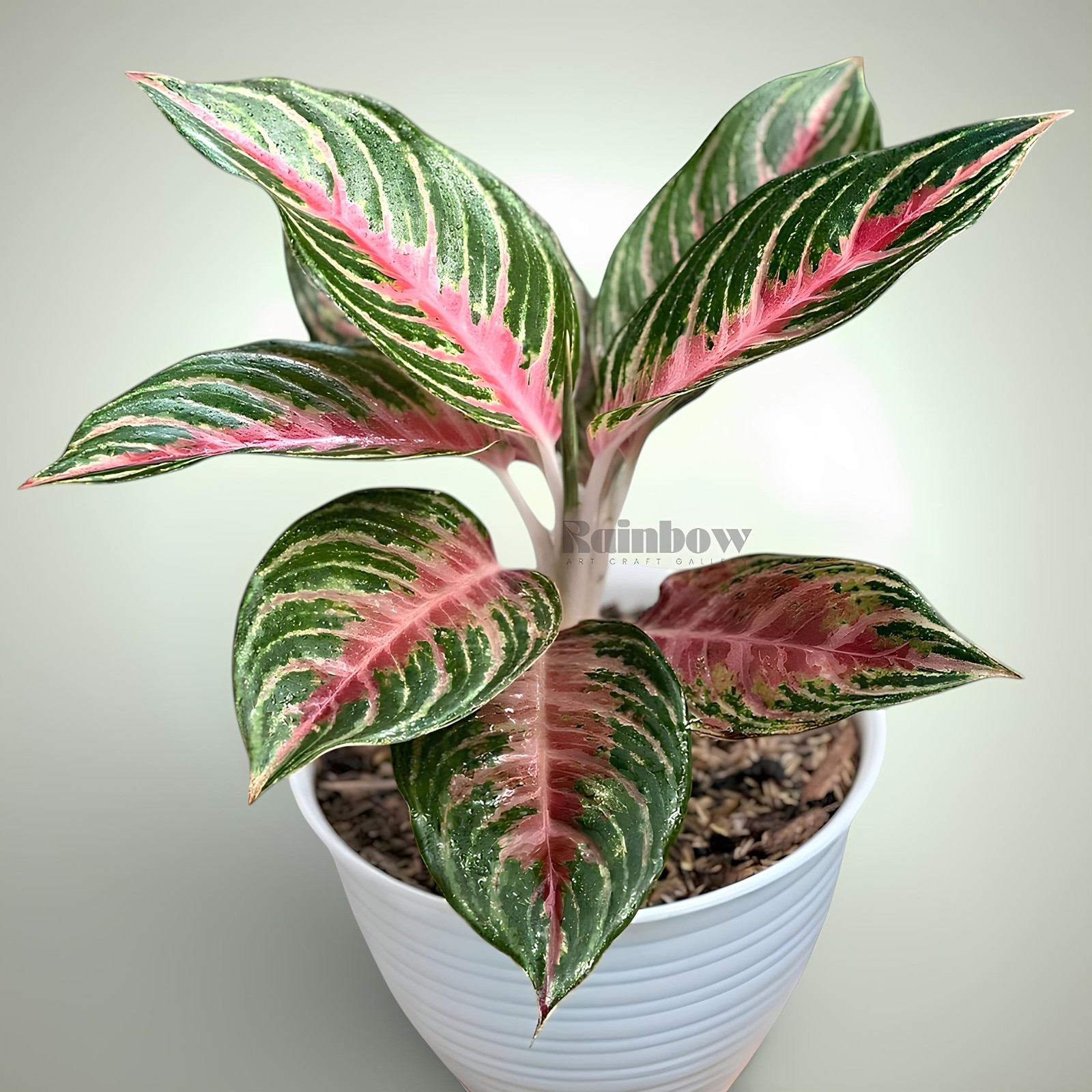 Aglaonema Pink Beauty Beatiful Ornamental Plant