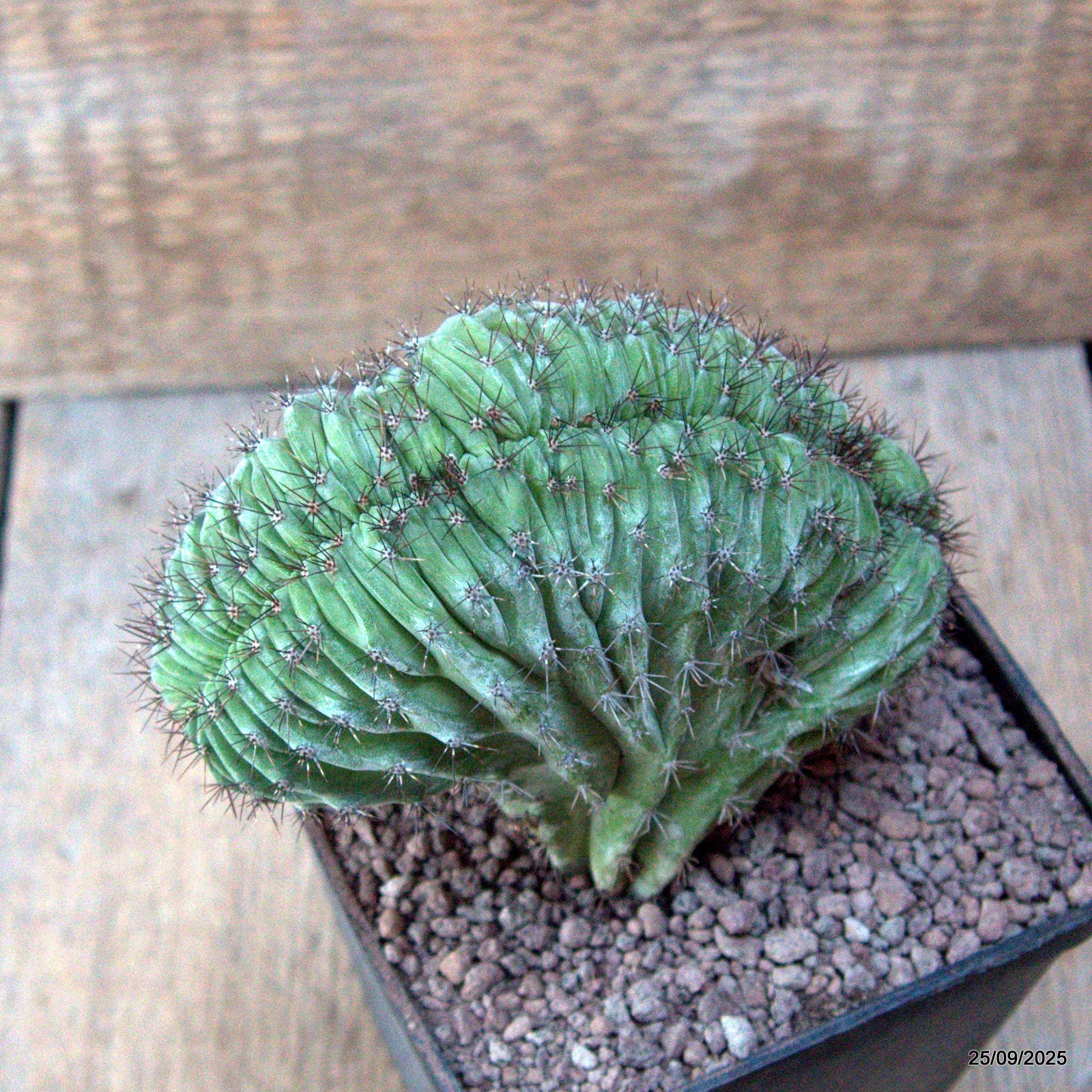 D6657 POLASKIA CHICHIPE CRESTED pot10-H11-W12 cm MaMa Cactus
