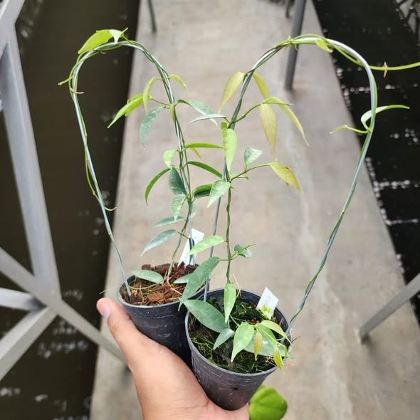 Hoya Exilis Sp Papua Rare Tropical Wax Plant
