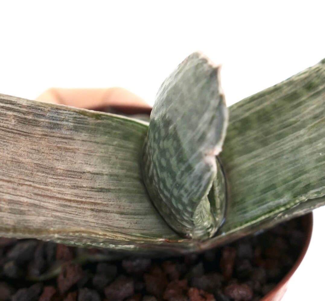 Gasteria cv ‘Marmorata’ – Ox tongue | Lawyer’s tongue