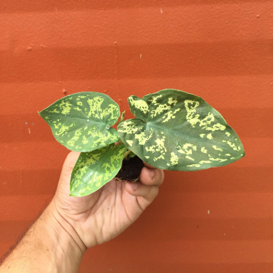 Alocasia Hilo Beauty Elephant Ears Plug | Caladium Indoor & Outdoor House Plant