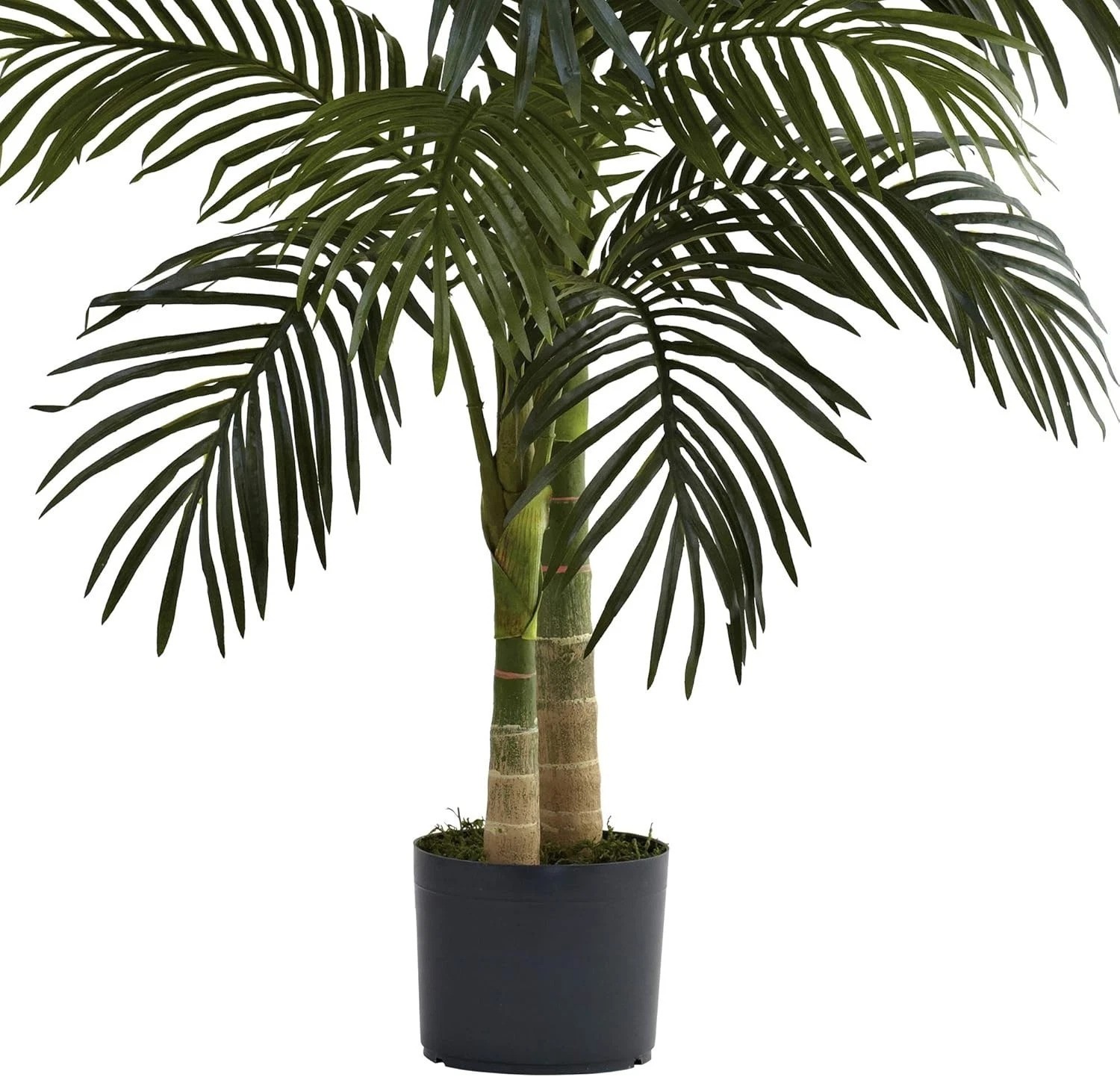 Versatile 4ft Golden Cane Palm Tree – Easy Setup for any Indoor Environment