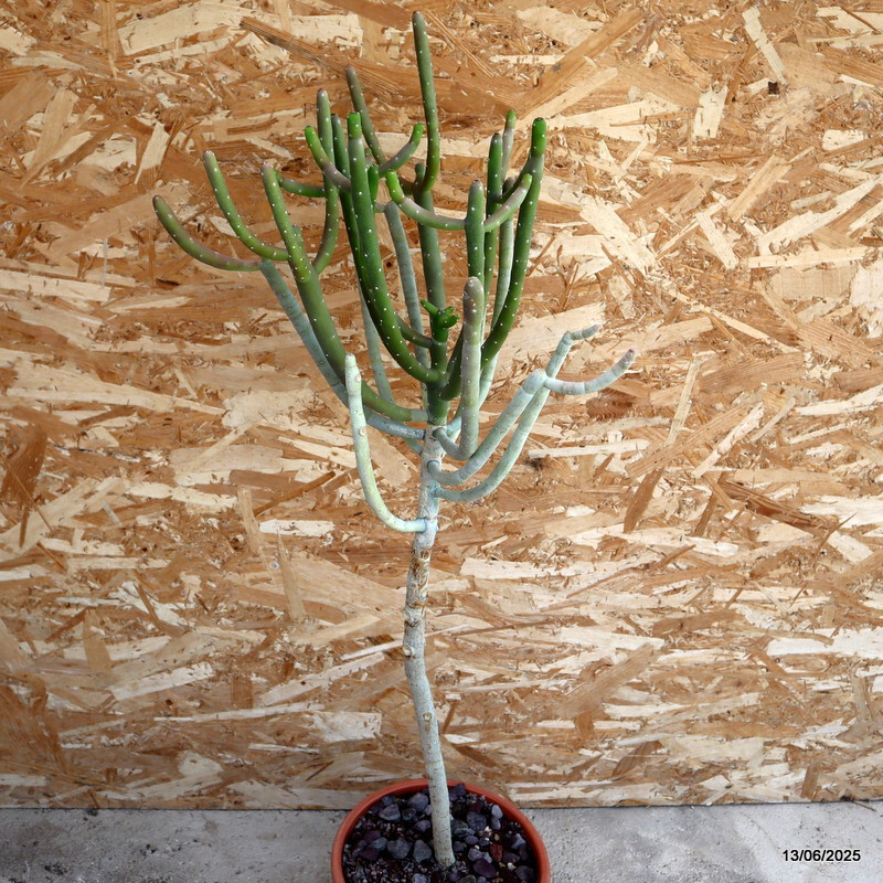 D4605 EUPHORBIA SP. pot24-H86-W45 cm MaMa Cactus