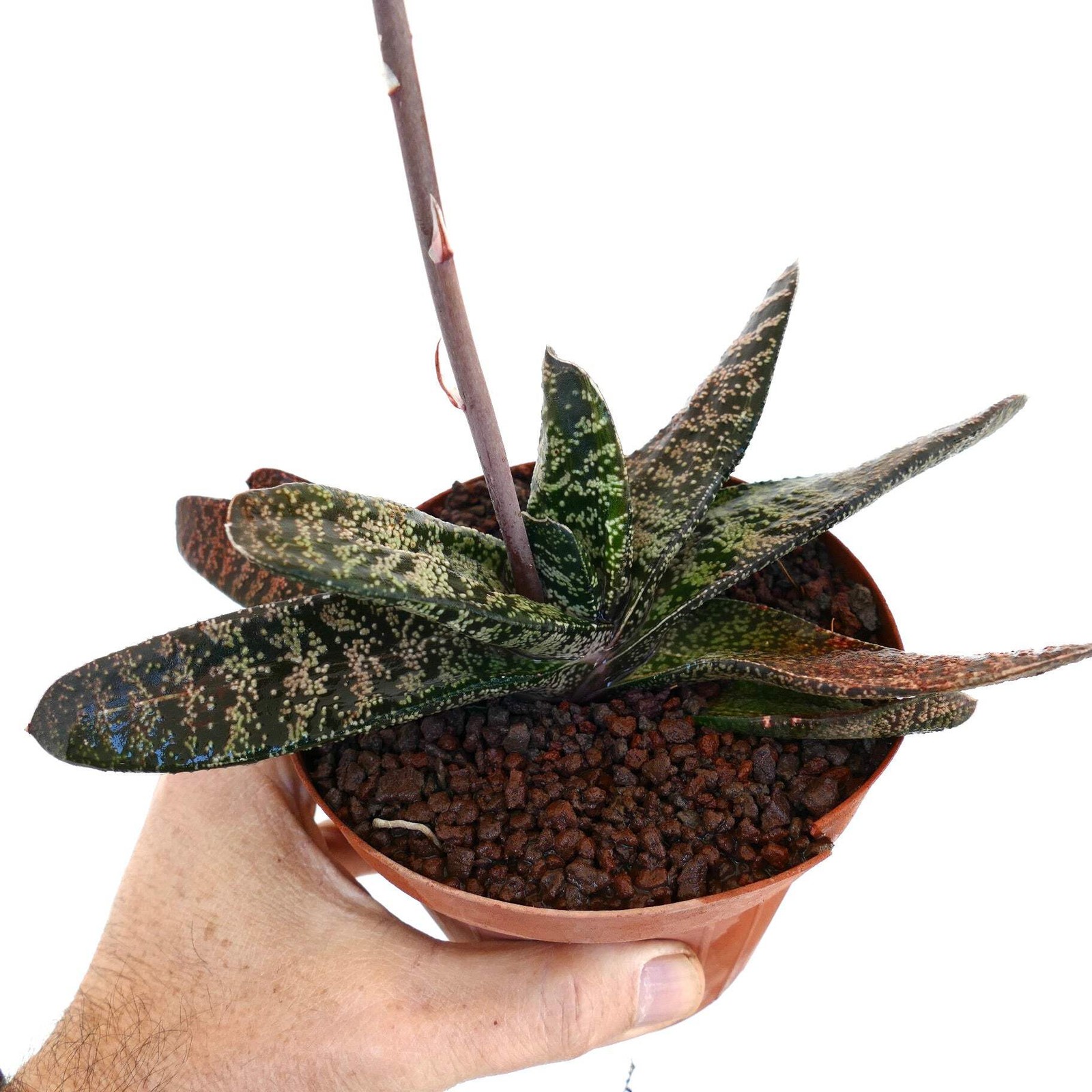 Gasteria batesiana (Limpopo clone) ex Specks Z3 – Ox tongue | Lawyer’s tongue