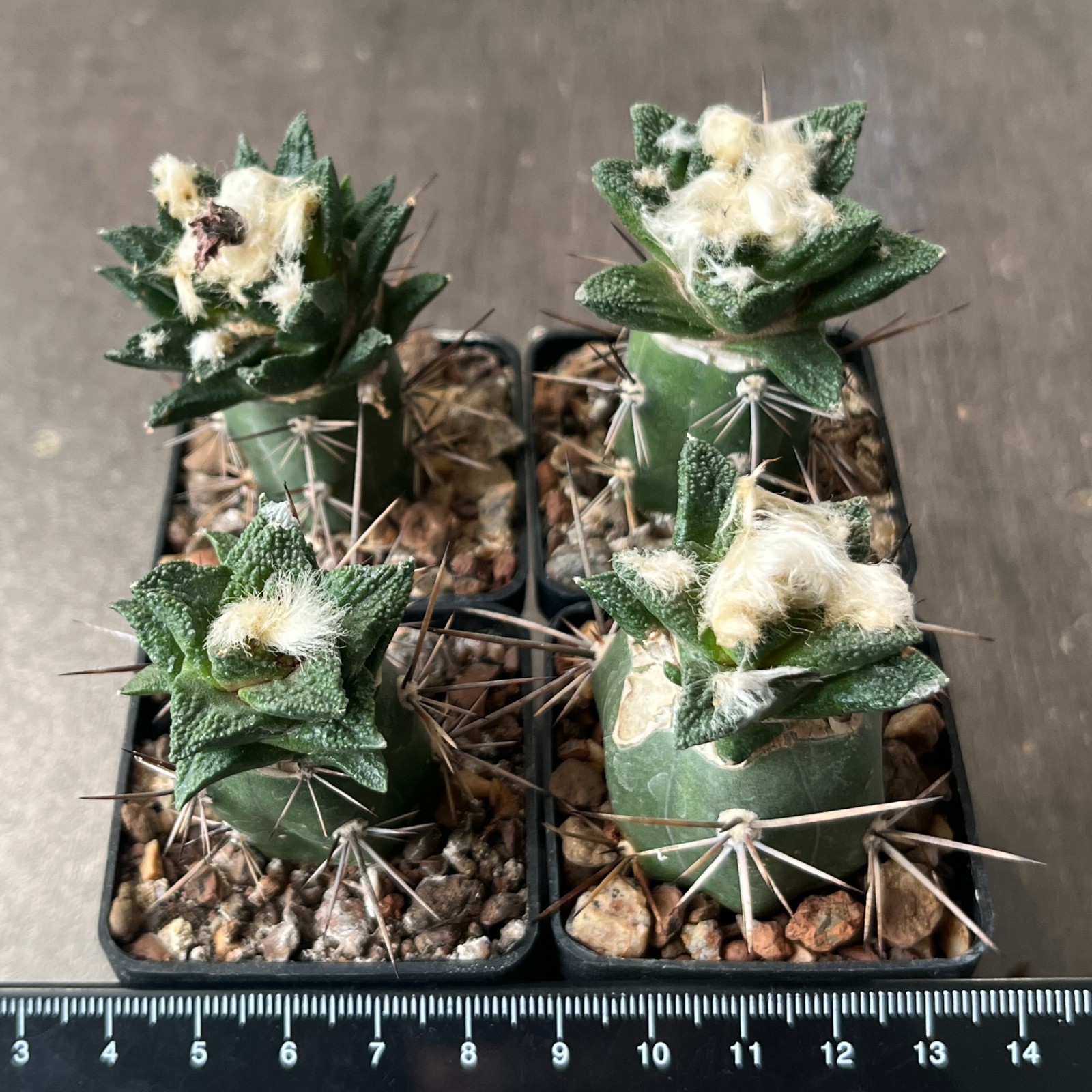 A8-696 Cactus bravoanus VM288, El Nunes, 4 pieces (Grafted)