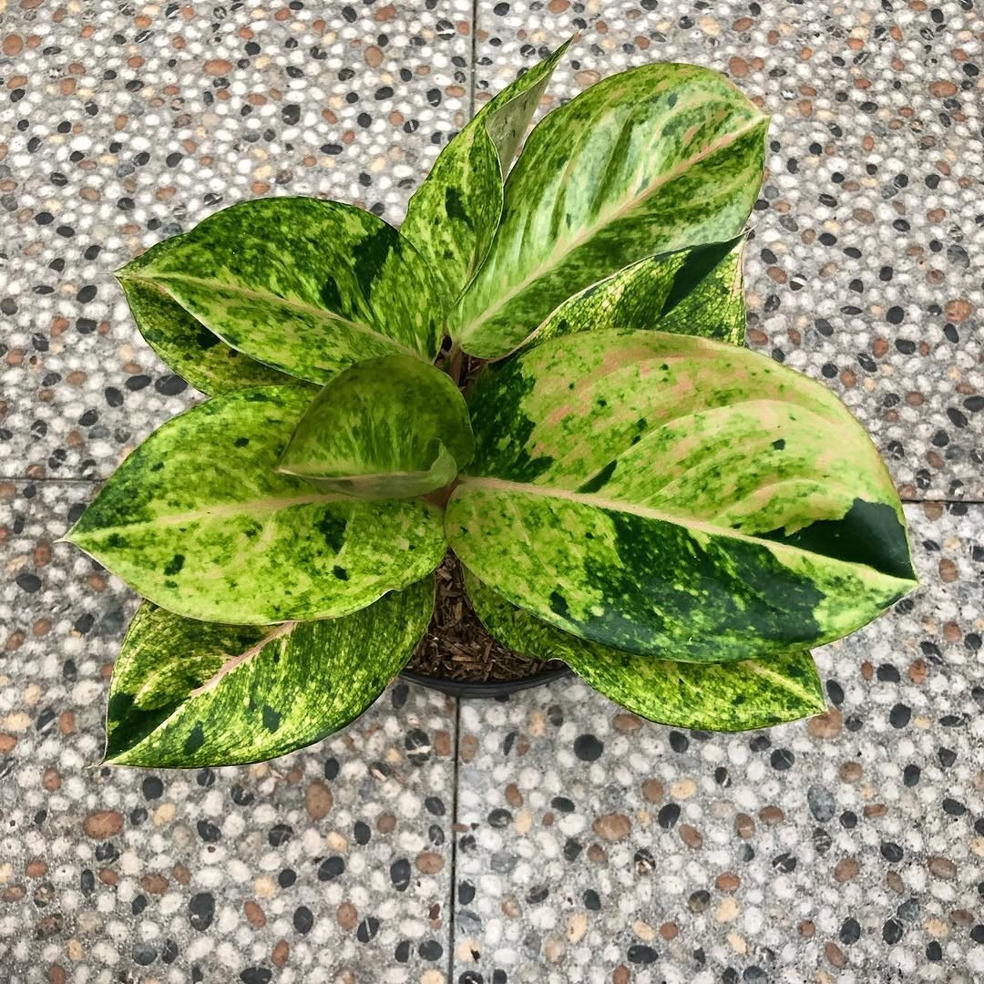Aglaonema emerald green unique plant tropical house