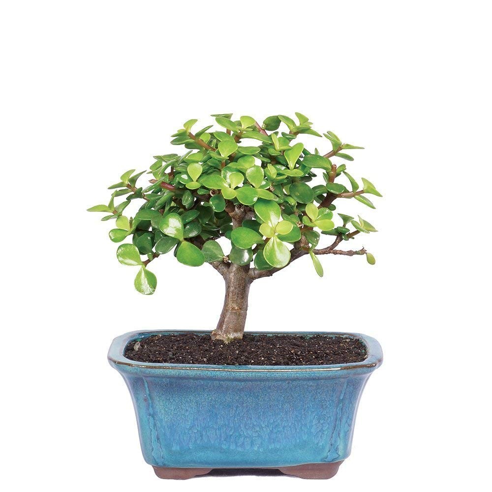 Brussel’s Bonsai – Live Dwarf Jade Tree in a Ceramic SMALL, Green