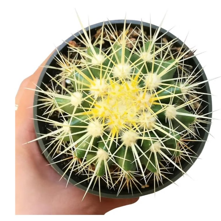 Astrophytum asterias Beautiful Raresucculent Garden Plants MIni CaCtus