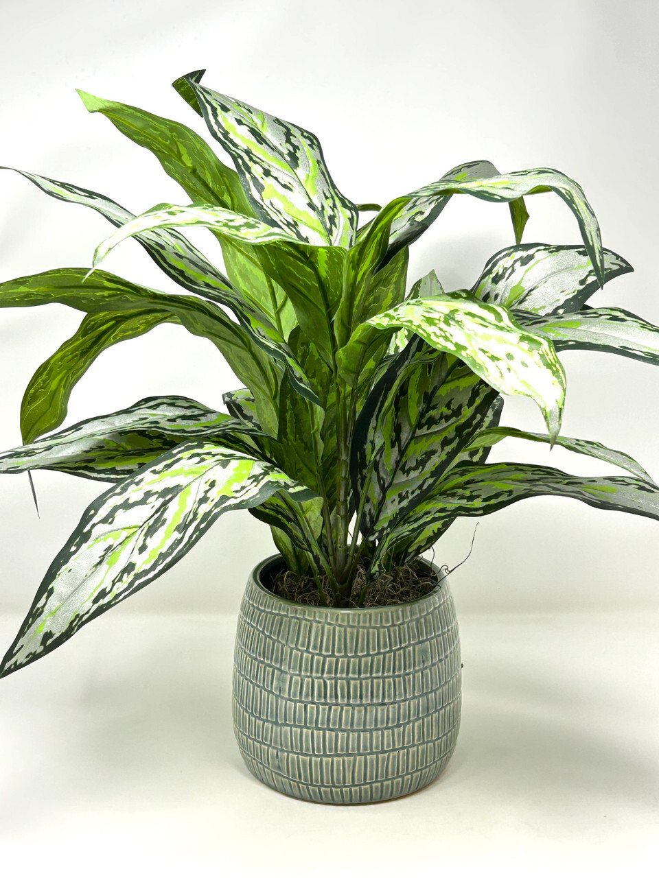 18″ Large SILVER QUEEN AGLAONEMA artificial silk Sword plant, 5″ Cream-green Cer