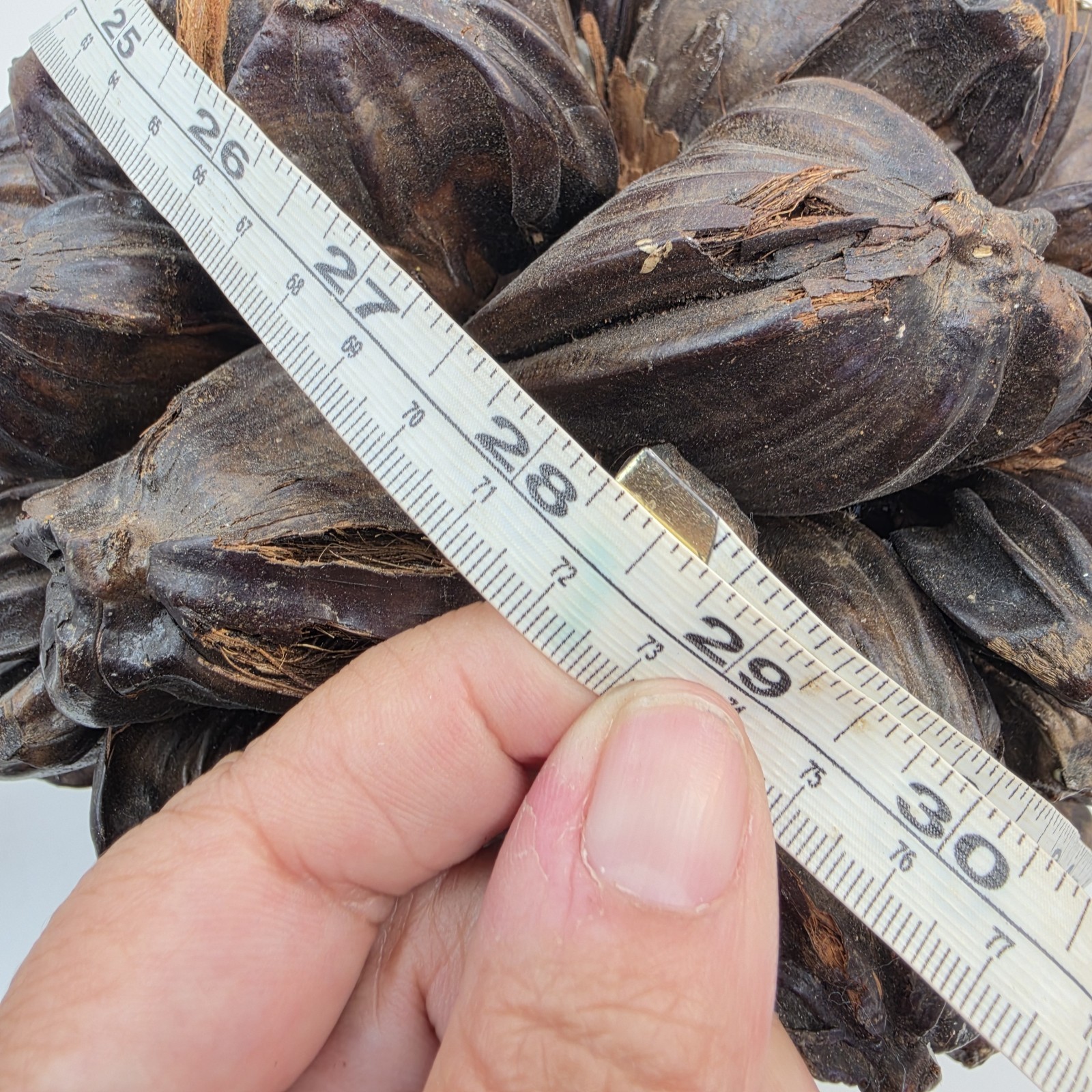Vietnamese Water Coconut Nipa Palm Fruit Cluster Seed Pod Nypa Fruticans HTF US