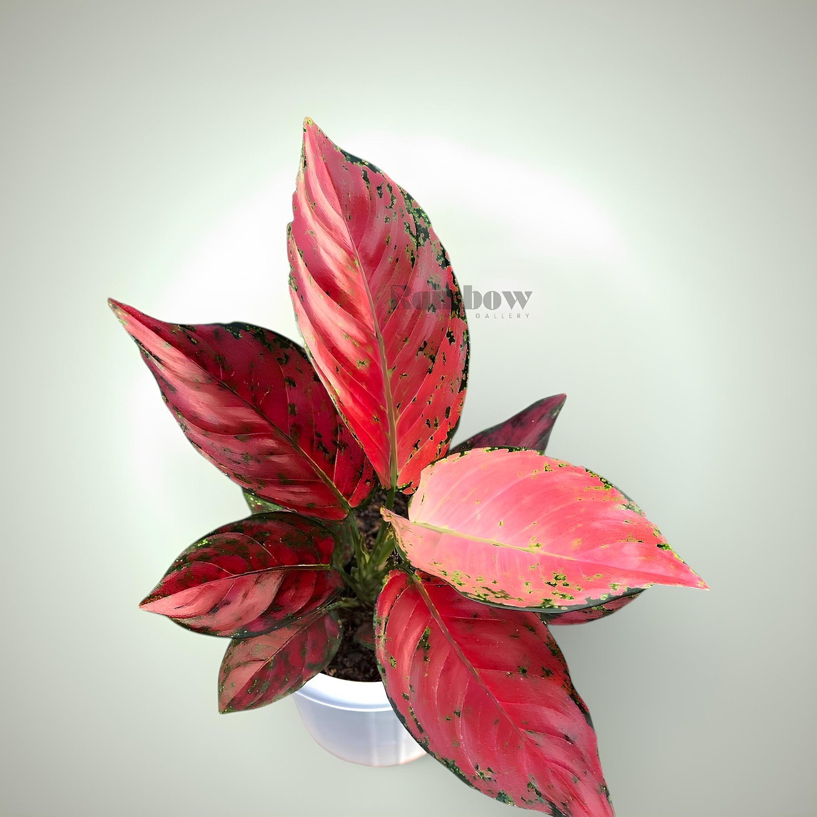 Aglaonema Red Venus Beatiful Ornamental Plant