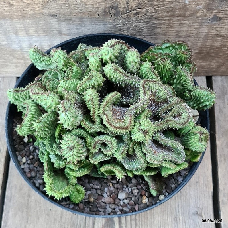 D5807 EUPHORBIA HORRIDA CRESTED pot18-H12-W19 cm MaMa Cactus