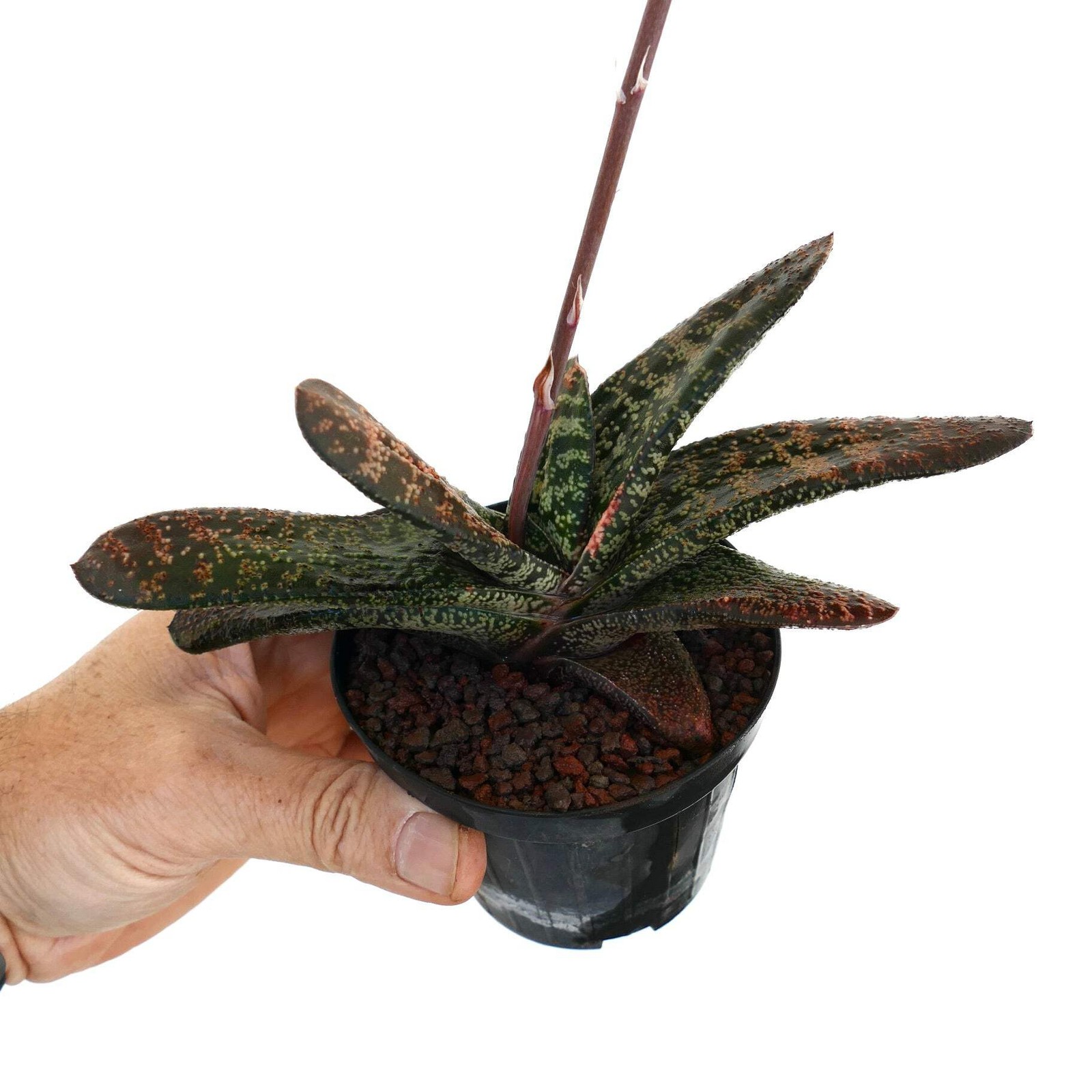 Gasteria batesiana (Limpopo clone) EX SPECKS – Cow tongue plant | Lawyer’s tongu