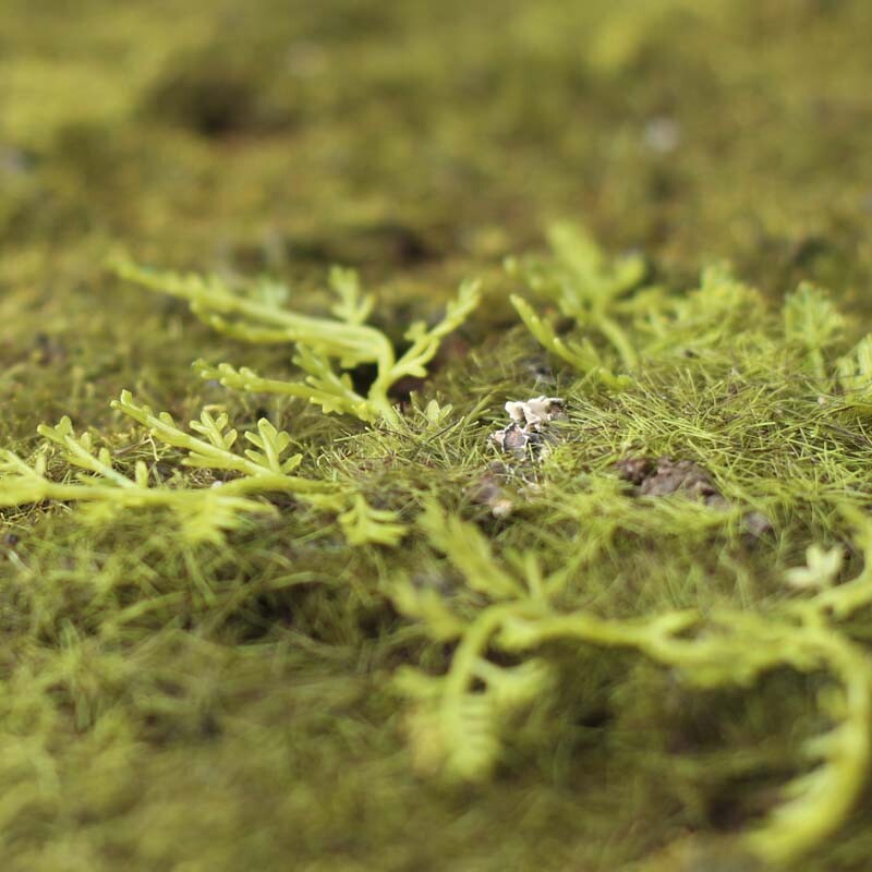 Package of 2 Artificial Moss Grassy 10″ x 18″ Sheets