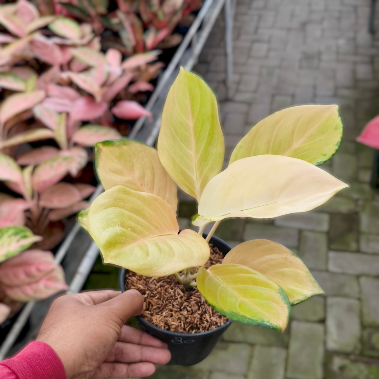 Aglaonema Golden Angel Ornamental Plant