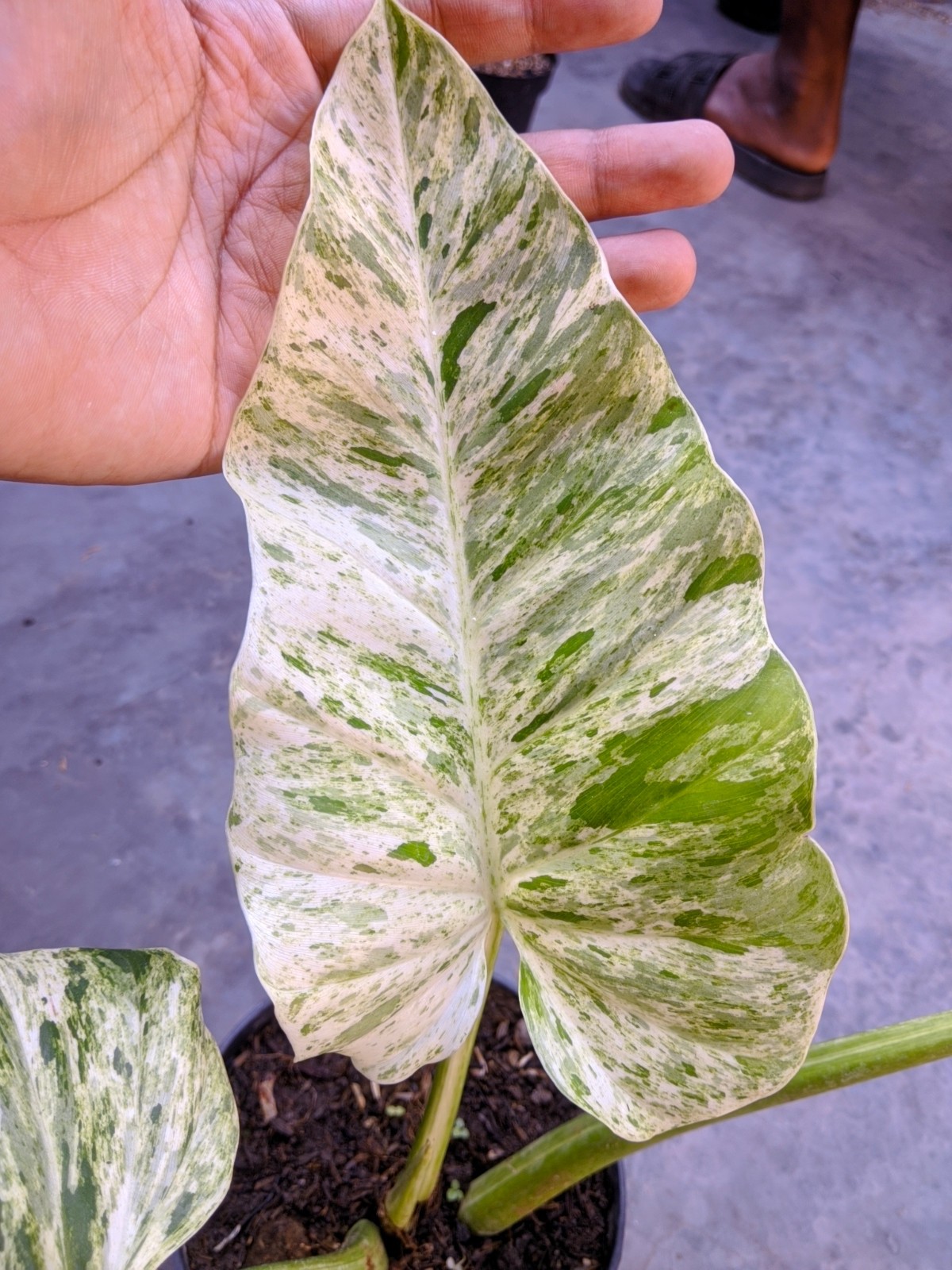 Philodendron Giganteum Blizzard Variegated Large Size Real Picture