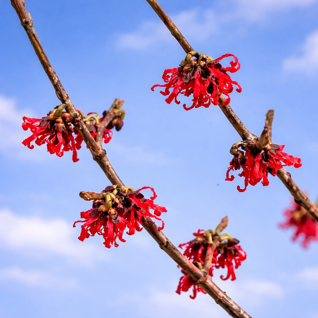 Hamamelis x intermedia Diane – Witch hazel | Hybrid witch hazel