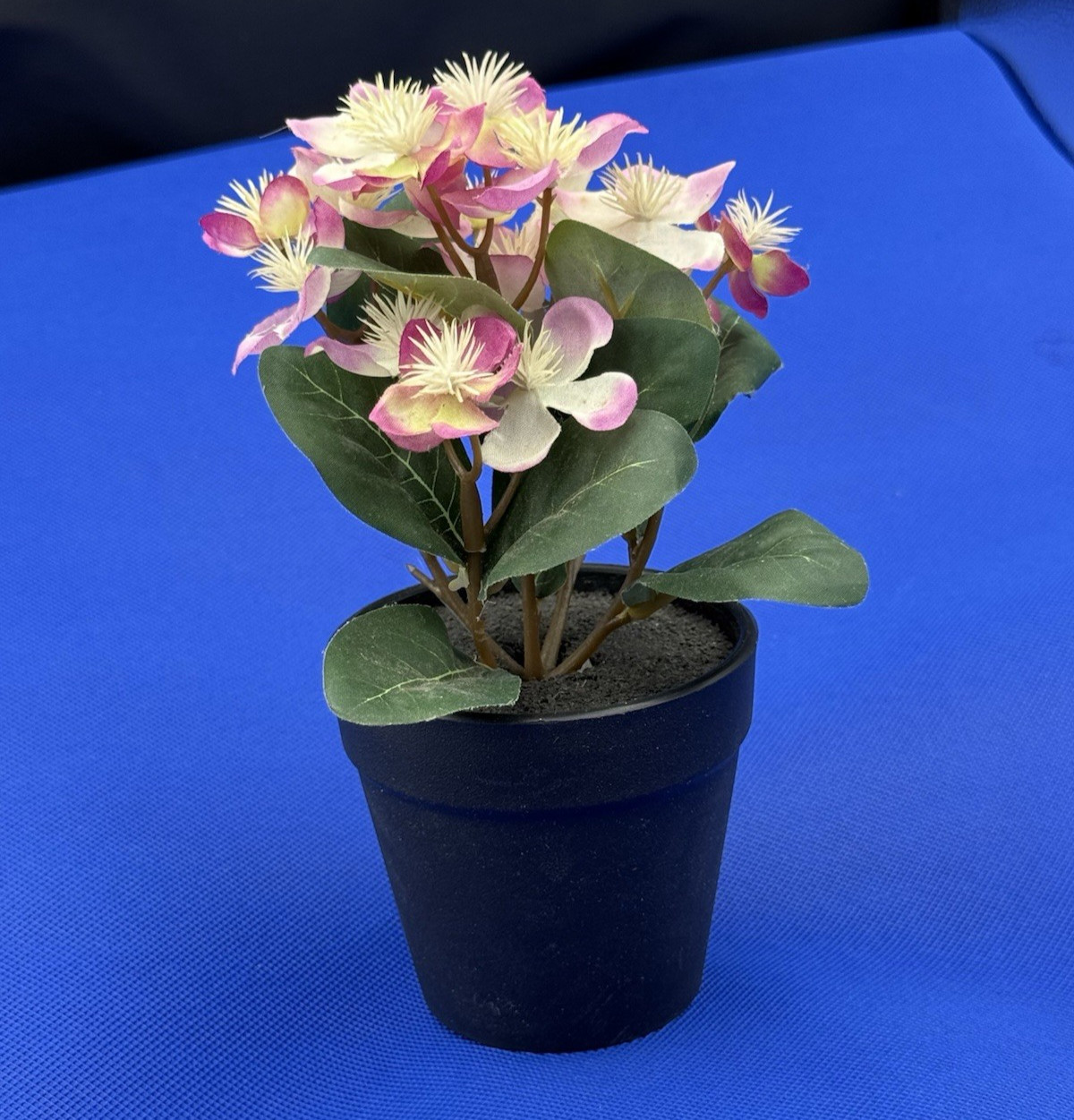 Potted Flower Lavendar preowned nice looking window table or bed flower.