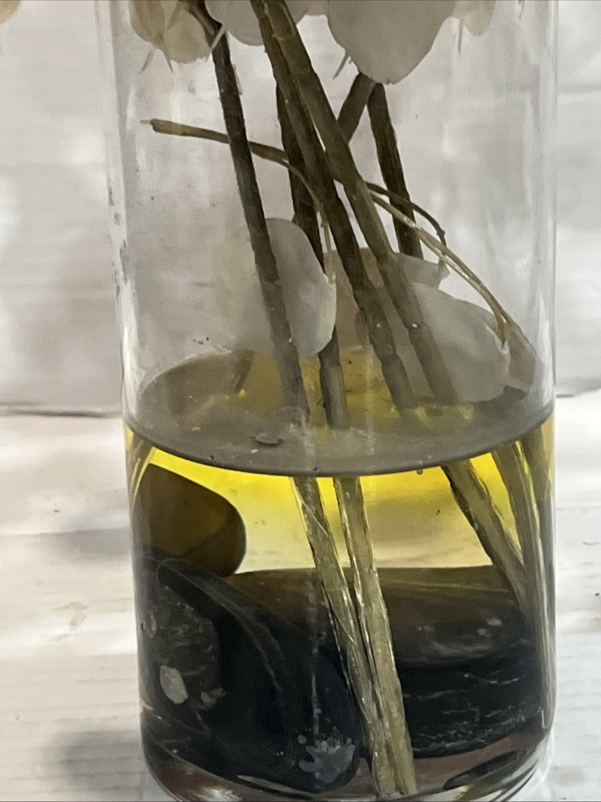 Lunaria Plant Artificial Stems Plant Money Tree In Acrylic Vase Home Decor