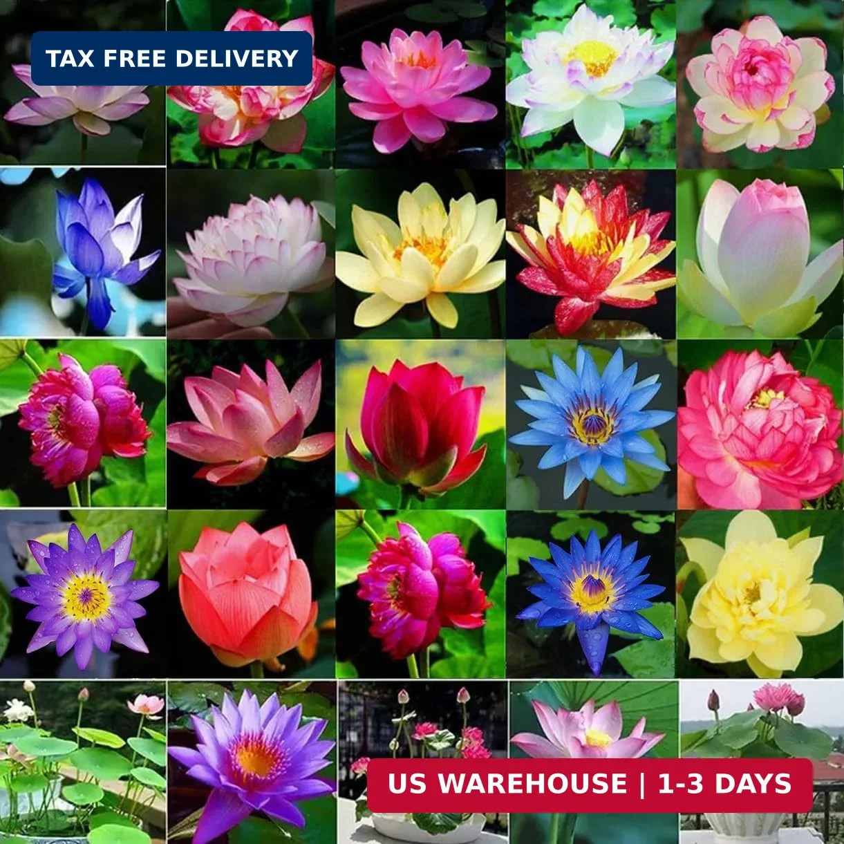 160pcs Mixed Color Bowl Lotus Seeds for Planting – Non-GMO Bonsai Lotus, Water L
