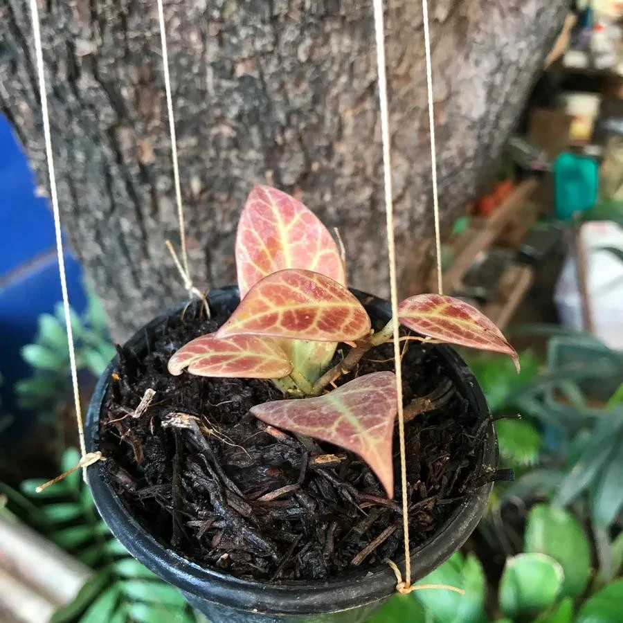 Real Pict Hoya Sunrise Rare Plant