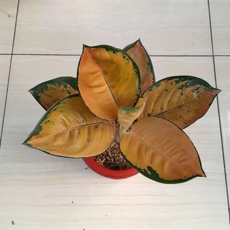 Aglaonema Sultan Brunei Rare Plant