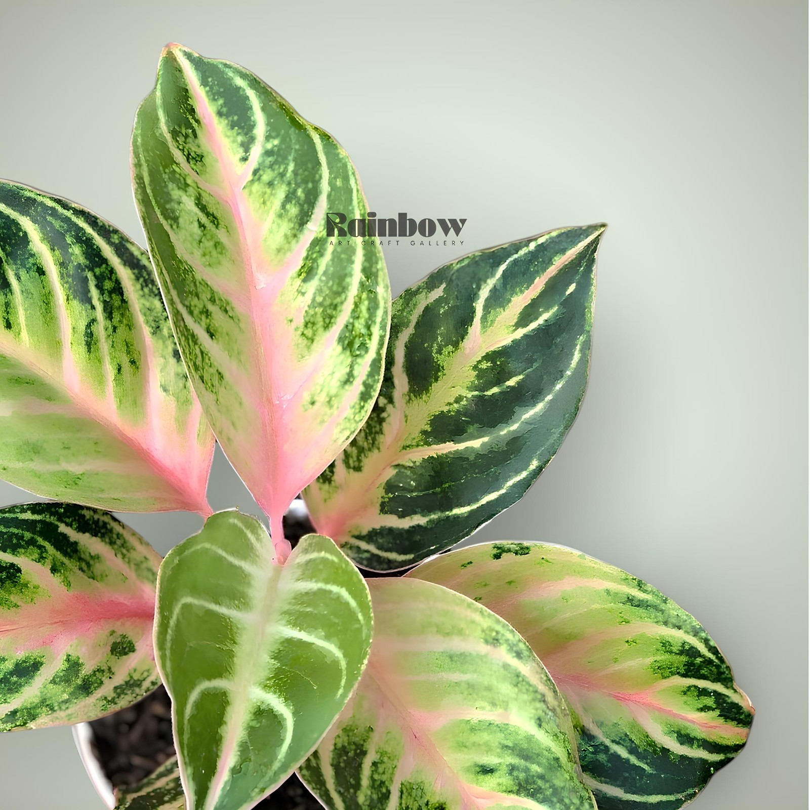 Aglaonema Cinta Beatiful Ornamental Plant
