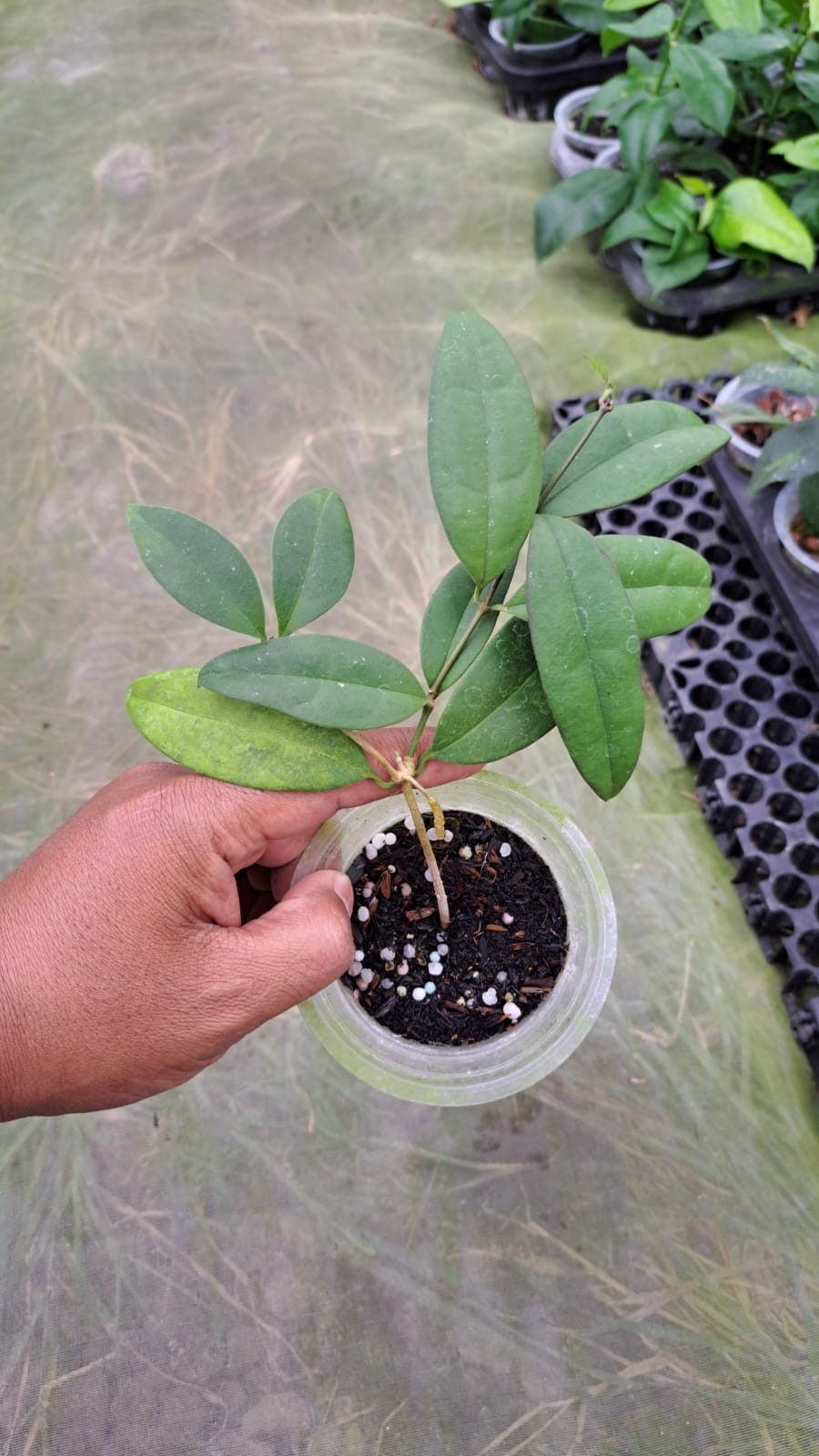 Hoya Danumensis Ssp Amarii Rare Tropical Wax Plant