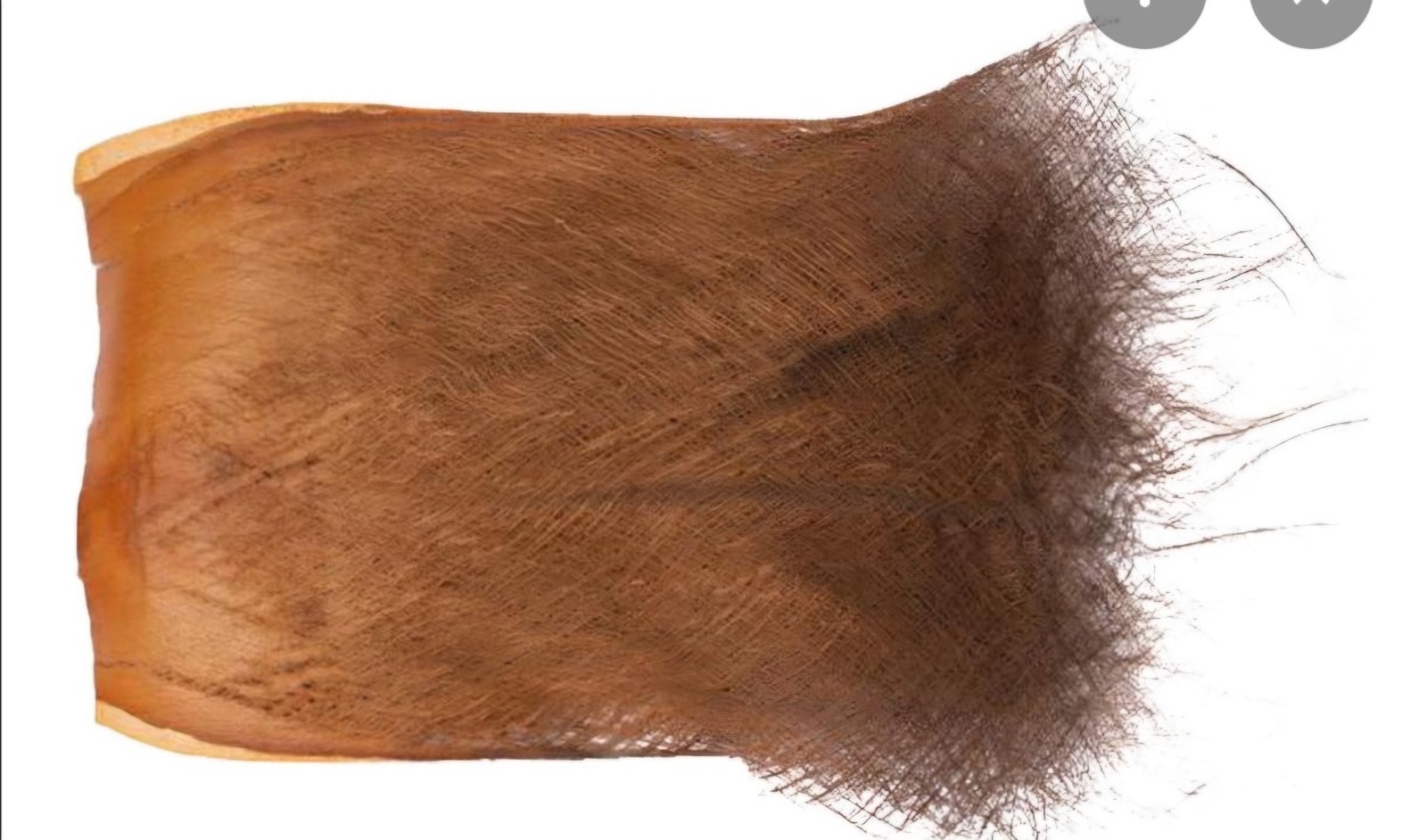 Real Palm Tree Bark husk sheath fibers ijuk 5 lbs