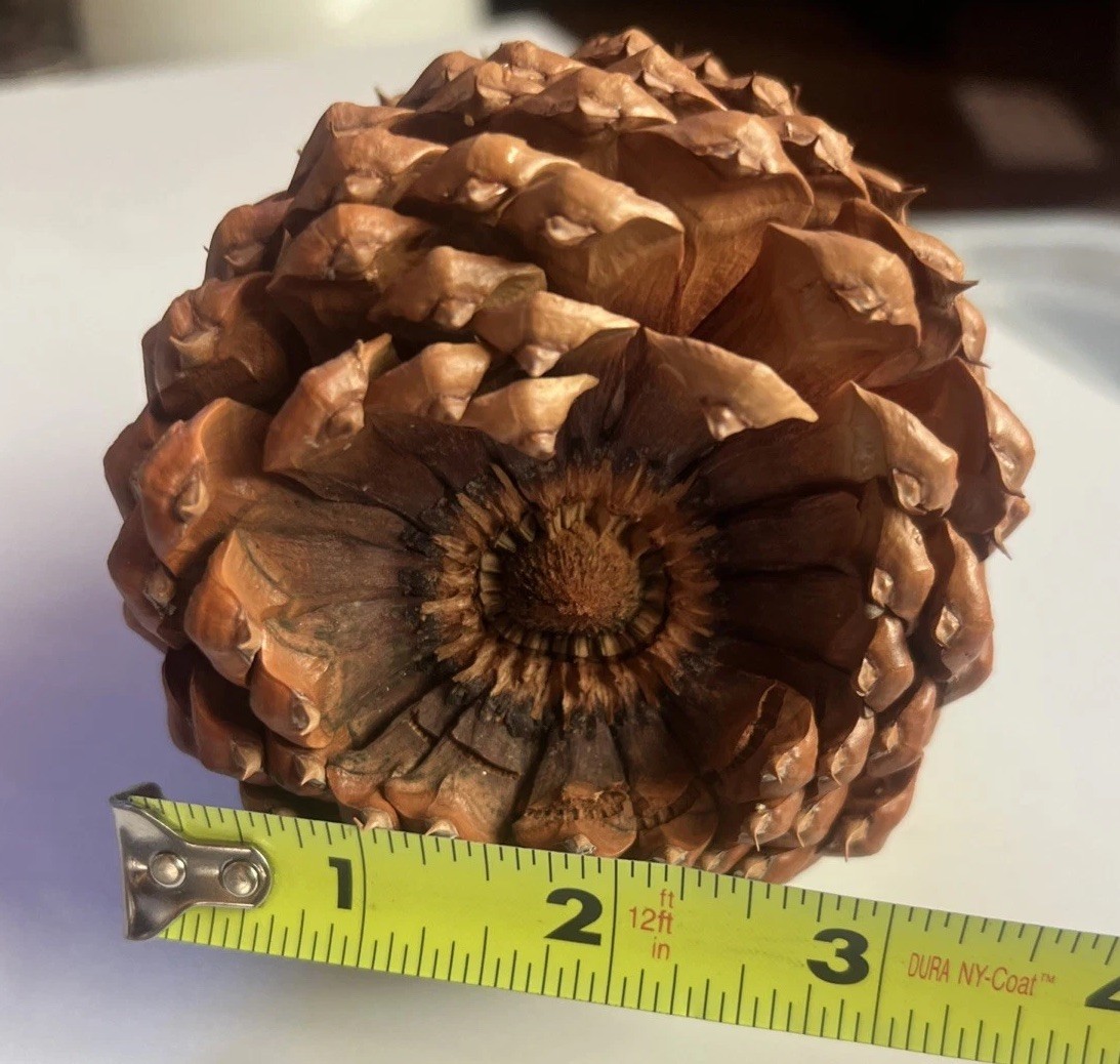 Reddish Brown Pinecone 5.5” x 3.5” Likely Jeffrey Pine Cone Forest Rustic Decor