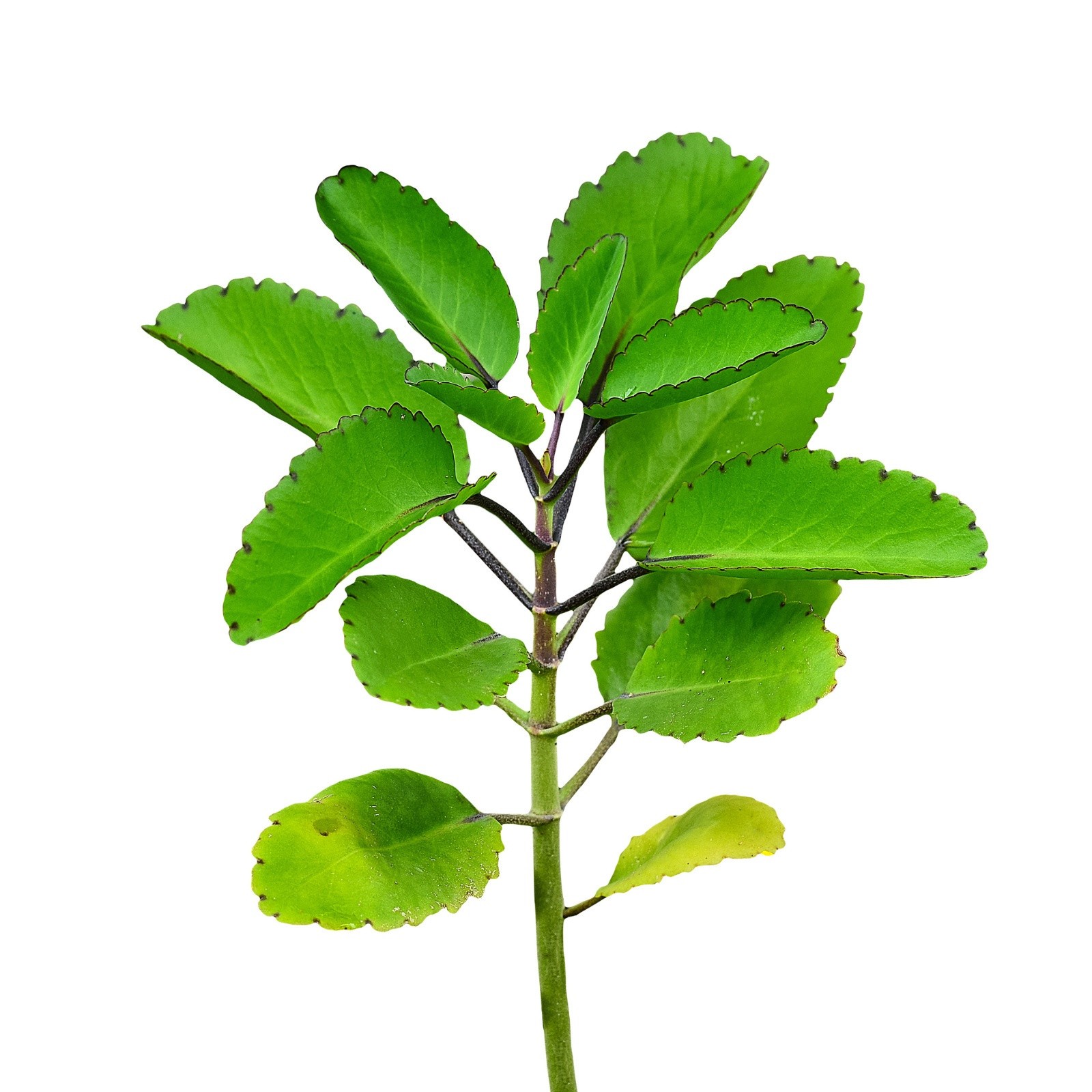 5x Bryophyllum pinnatum Leaves | Miracle Leaf | Fresh Organic Cuttings for Growi