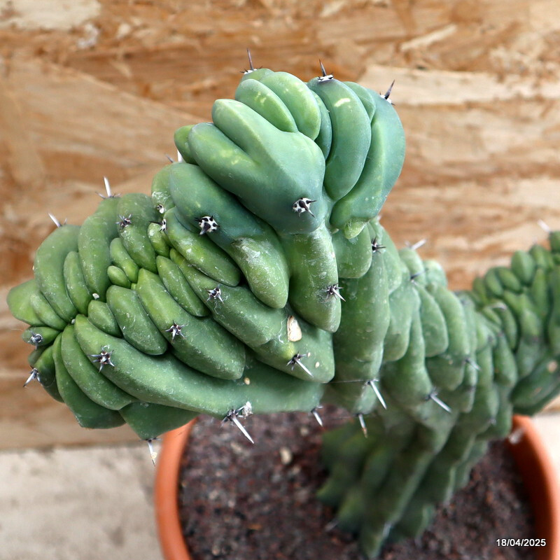 D199 MYRTILLOCACTUS GEOMETRIZANS CRESTED pot24-H38-W36 cm MaMa Cactus