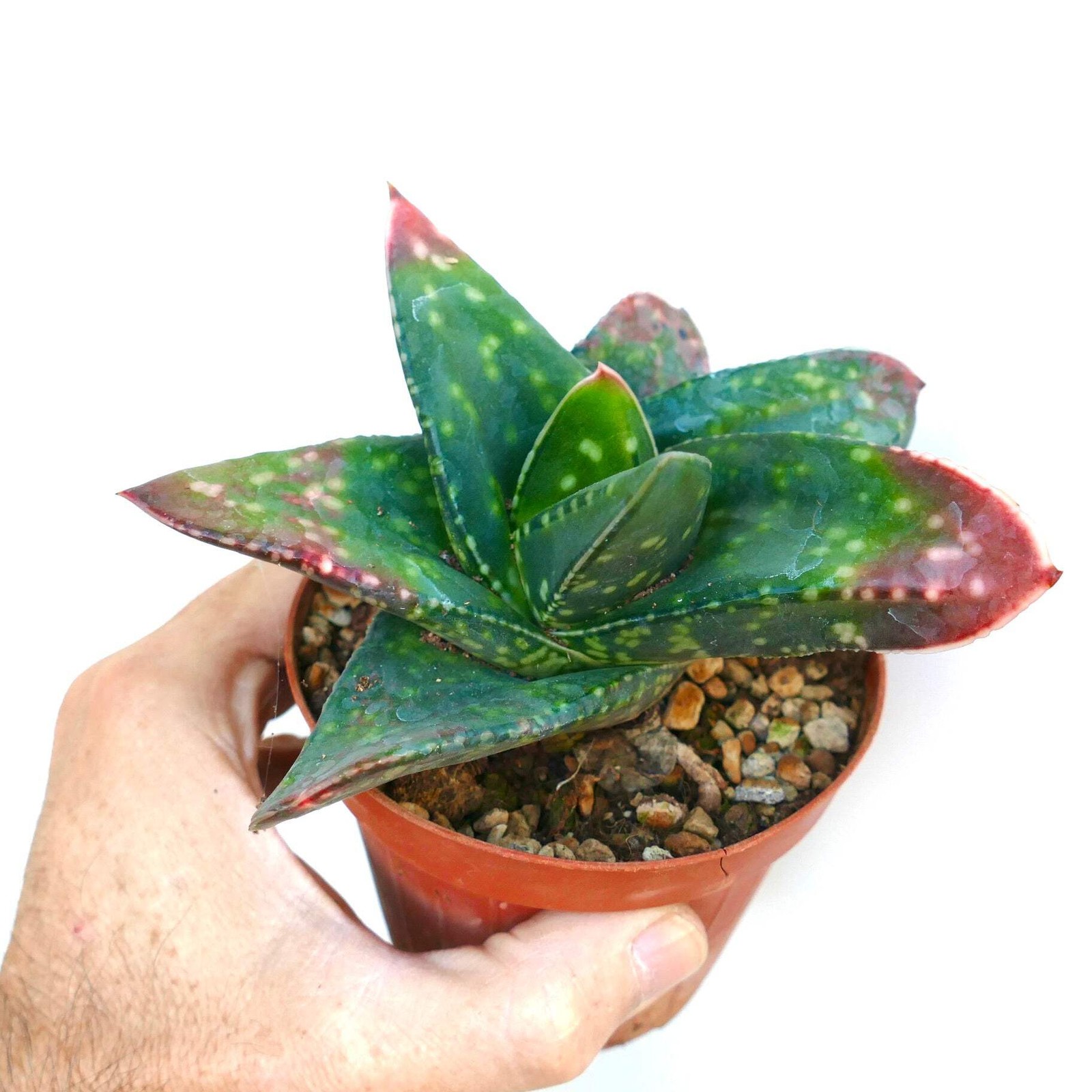 Gasteria armstrongii cv MINNESOTA – Armstrong’s gasteria | Armstrong’s ox-tongue