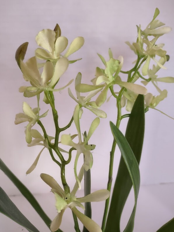 Artificial Mini Cattleya Orchid stem LIME GREEN