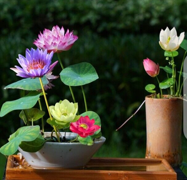 Bonsai / Bowl LOTUS Pre Sprouted Mixed Colors 6 In tube Started (2) Plants Tongs