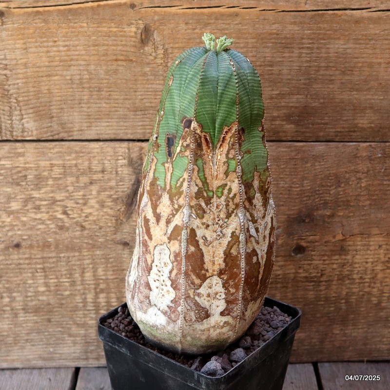 D5086 EUPHORBIA OBESA ARROW VERY OLD pot12-H24-W11 cm MaMa Cactus